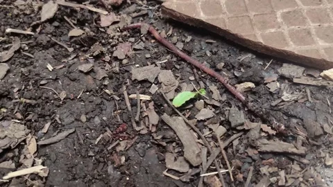 Earthworm in the ground Video stock 238798690