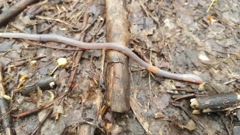 Earthworm on the ground. Spring. Stock Footage 166721359