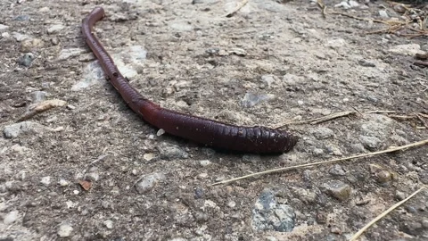 Earthworm on the ground. Worms process plant waste into a rich fertilizer for 스톡 동영상 327865172
