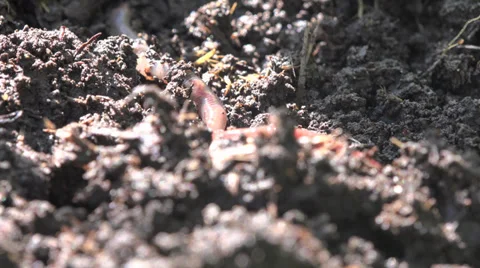 Earthworm hiding in ground insect macro 4k Stock Footage 39912568