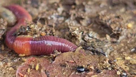 Earthworm Hiding Under Leaf in Wet Soil 스톡 동영상 331064585