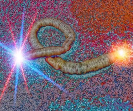 EARTHWORM Stock Illustration