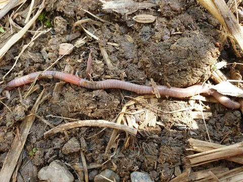 Earthworm Insect Stock Photos