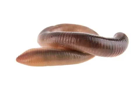 Earthworm isolated on white background Stock Photos