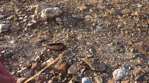 Earthworm Jumping on the Ground. Slow Motion Stock Footage 58638333