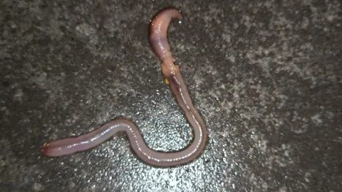 The earthworm is long 스톡 동영상 318614873