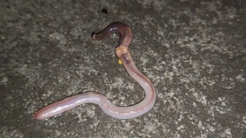 Earthworm long on the ground Stock Footage 318614875