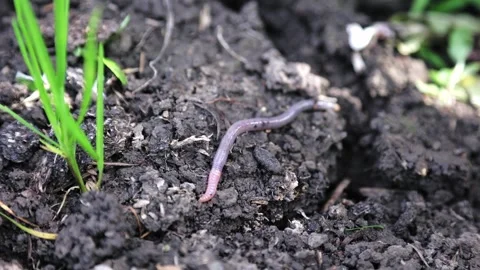 Earthworm lying on the ground close-up Video stock 250369338