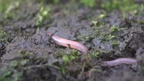 Earthworm maacro moving trough moss Stock Footage
