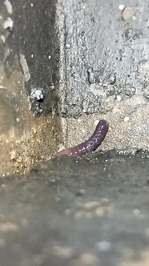 An earthworm in the middle of the night. Stock Footage 287778976