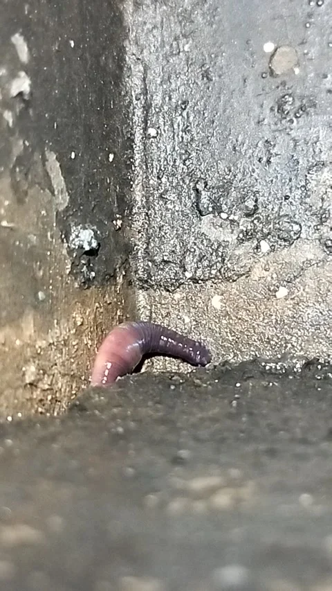 An earthworm in the middle of the night. Stock Footage 287778987