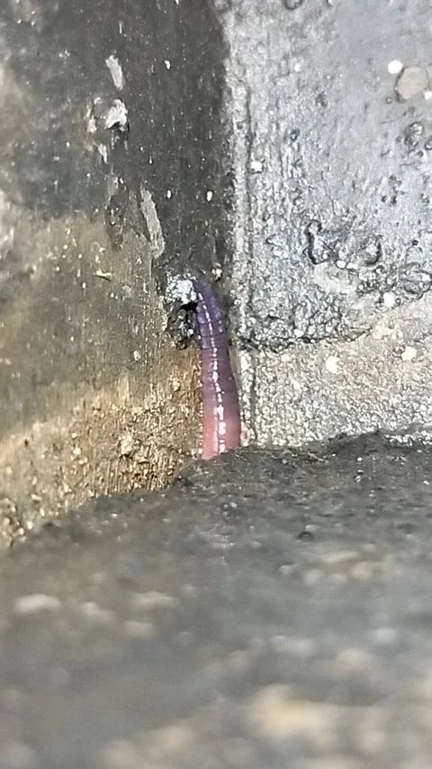 An earthworm in the middle of the night. Stock Footage 287778992