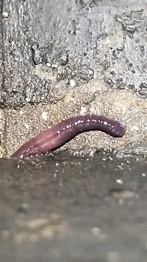 An earthworm in the middle of the night. Stock Footage 287779065