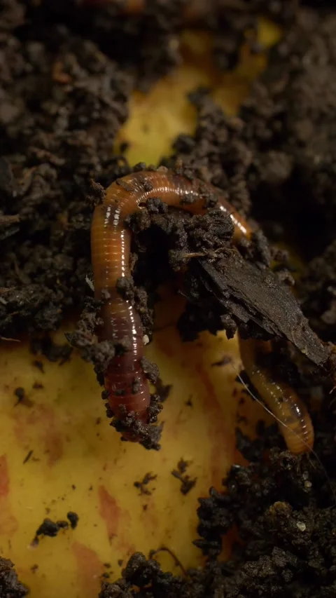 Earthworm in Moist Compost Soil with Organic Matter, Vertical Format Stock Footage 327808465