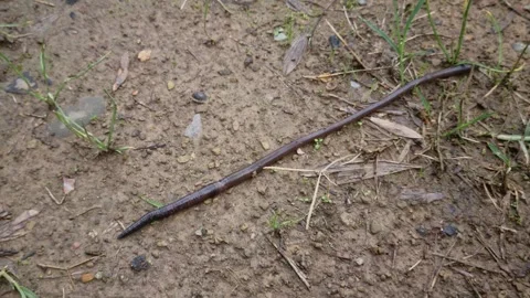 Earthworm movement on textured soil surface – abstract 8K footage Stock Footage 320294003