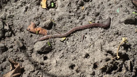 The earthworm moves slowly Видео 159552593
