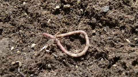 Earthworm that moves towards the left of the screen Stock-Footage 113951618