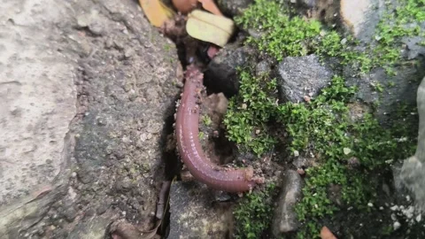 An earthworm is moving into a crack in the concrete. Vídeos de archivo 342875386