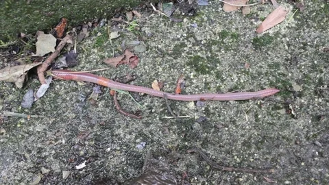 Earthworm moving fast towards the grass Stock Footage 236941324