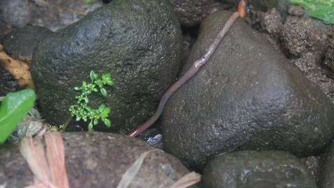 Earthworm moving Stock Footage 220661641