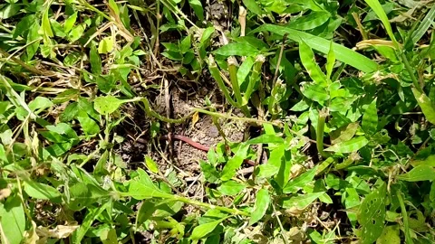 Earthworm moving in the garden. 動画素材 158468815