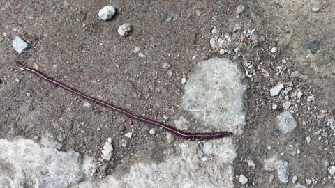 Earthworm moving on soil ground Stock Footage 324752021
