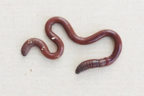 Earthworm Stock Photos