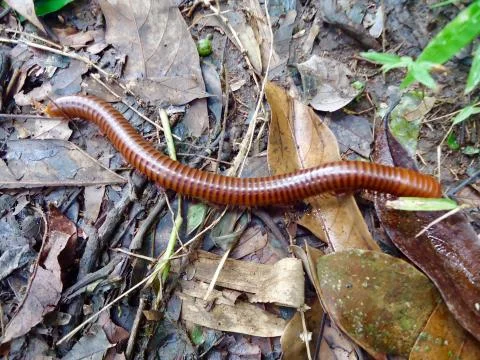Earthworm Stock Photos