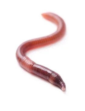Earthworm Stock Photos