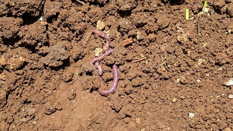 An earthworm rests on loose brown soil. Known as the farmer's friend in India, t Vídeos de archivo 336561152