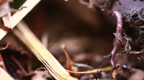 Earthworm in soil - closeup shot Stock Footage 62853093