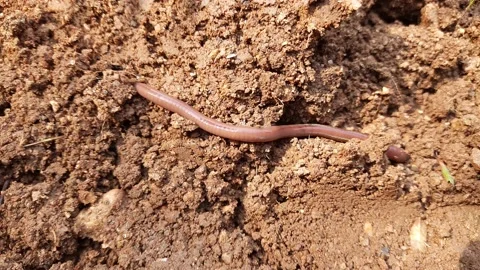 Earthworm on the soil. Stock Footage 165793464