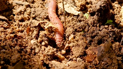 Earthworm in the soil of garden. Stock Footage 131284887