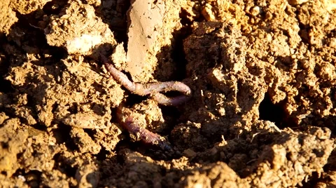 Earthworm in soil in the middle of the image Stock Footage 57300616