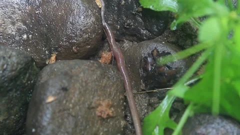 Earthworm squirming Stock Footage 220661274