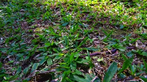 Earthworm surround by many ants Stock Footage 57933026