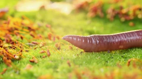 An earthworm is a terrestrial Stock Footage 279985151