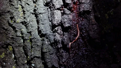 Earthworm on the tree bark, 4K Video stock 67457104