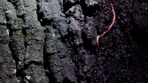 Earthworm on the tree bark, Dolly shot Stock Footage 72762008