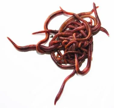 Earthworm on a white background Foto stock