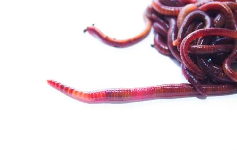 Earthworm on a white background Stock Photos