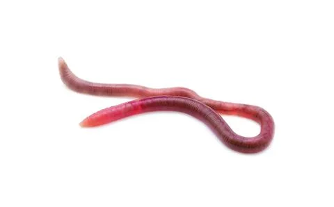 Earthworm on white background Stock Photos