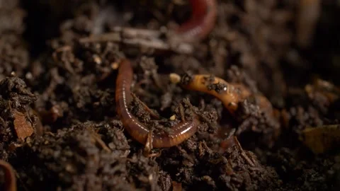 Earthworms aerating moist compost soil Video stock 327680084