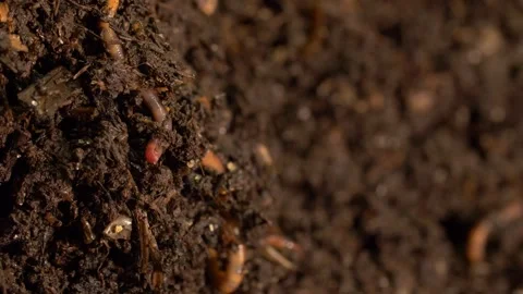 Earthworms aerating moist compost soil Video stock 327680255