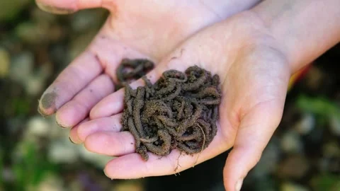Earthworms are remarkable creatures.  Stock Footage 281224899