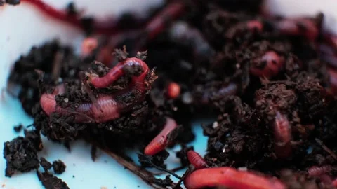 Earthworms in the black soil Stock Footage 207731573