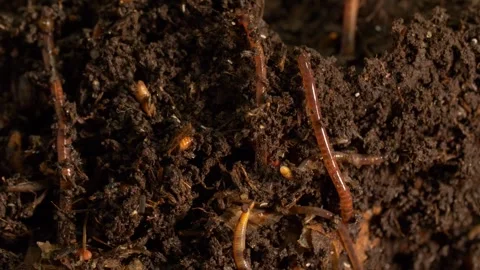 Earthworms burrowing in compost soil, close-up Video stock 327680264