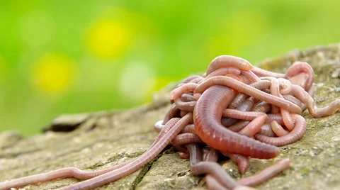 Earthworms collected from the soil Stock Footage 37535415