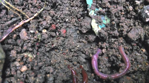 Earthworms come out of the ground Video stock 304464112