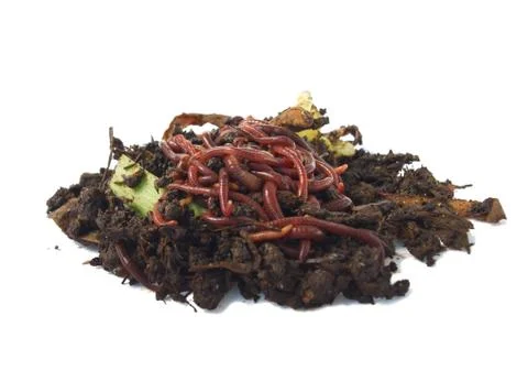 Earthworms in compost Stock Photos